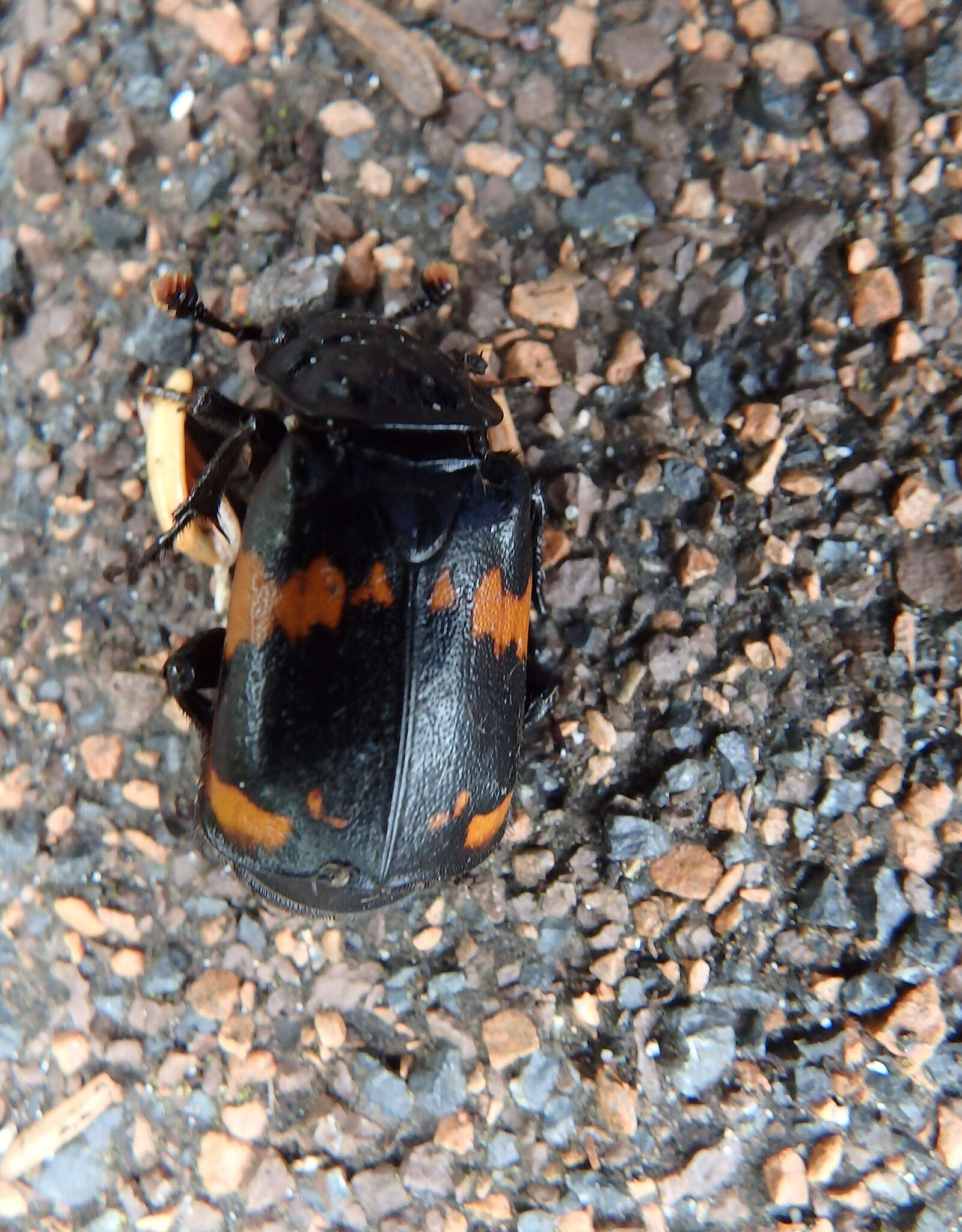 Image of Nicrophorus (Nicrophorus) investigator (Zetterstedt 1824)