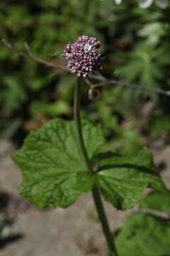 Image of Valeriana alliariifolia Adams