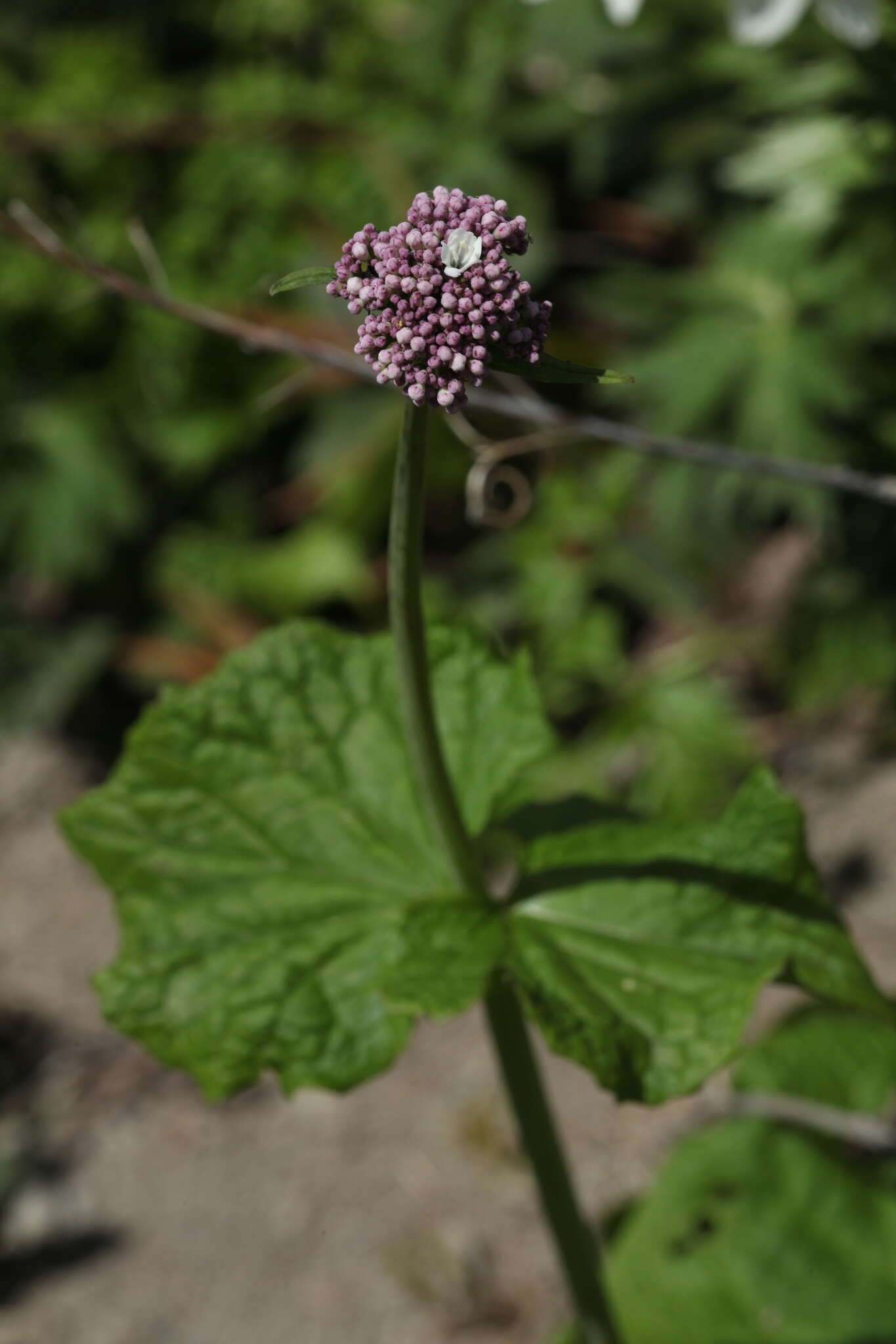 Image of Valeriana alliariifolia var. tiliifolia (Troitzk.) V. Avet.