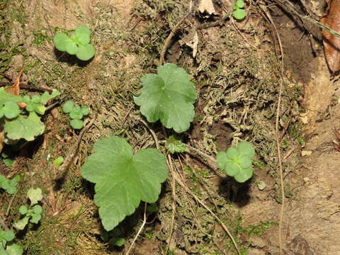 Image of heartleaf foamflower