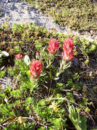 Image of Henry Indian paintbrush