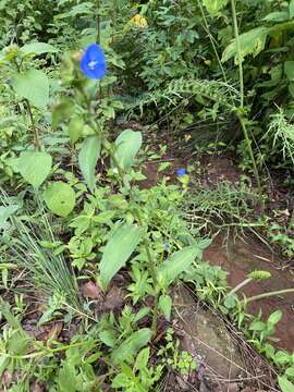 Слика од Commelina coelestis Willd.