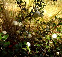 Image of Gaultheria depressa Hook. fil.