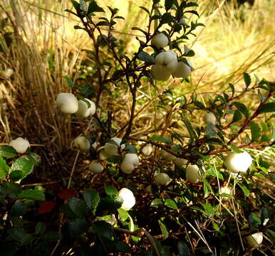 Image of Gaultheria depressa Hook. fil.