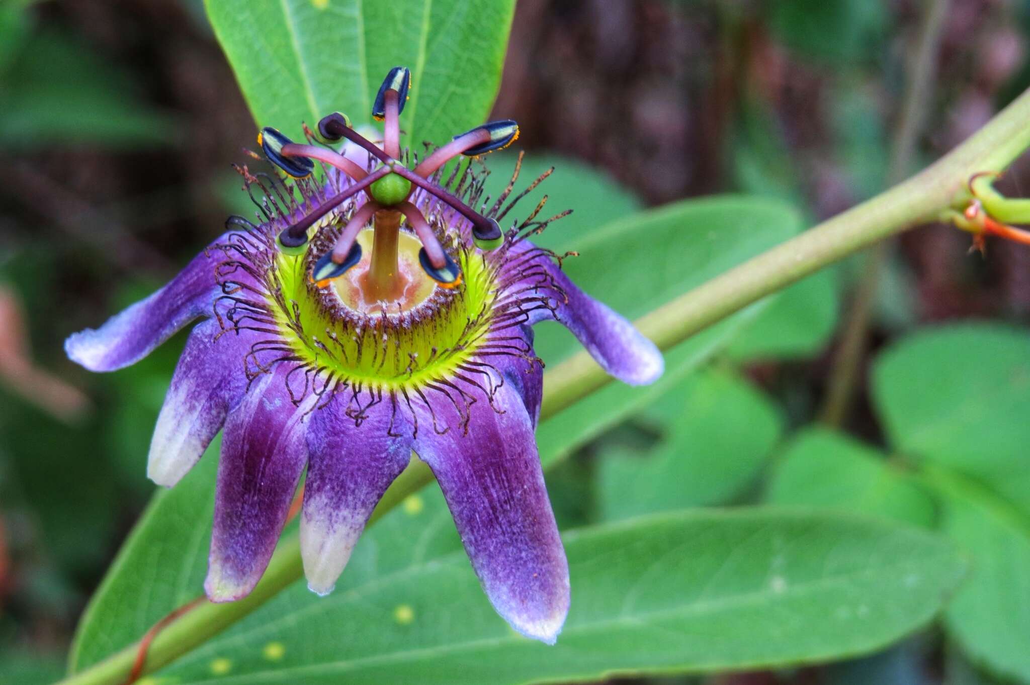 Image of Passiflora standleyi Killip