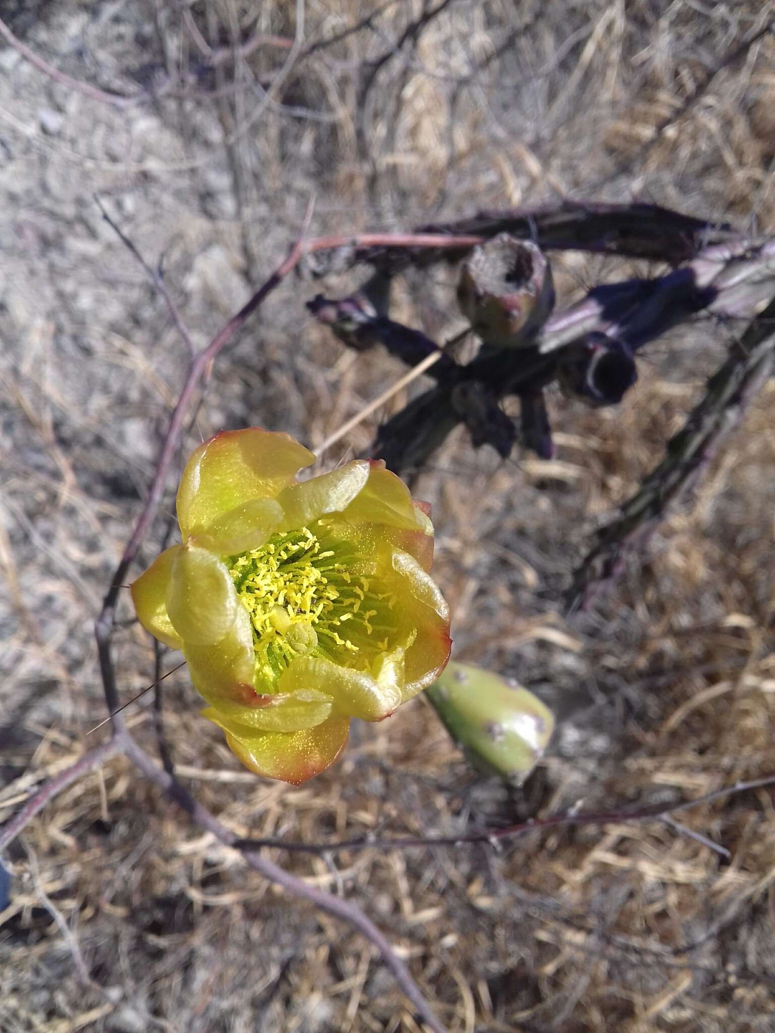 Imagem de Cylindropuntia thurberi (Engelm.) F. M. Knuth