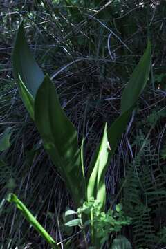 Image of Agave bulliana (Baker) Thiede & Eggli