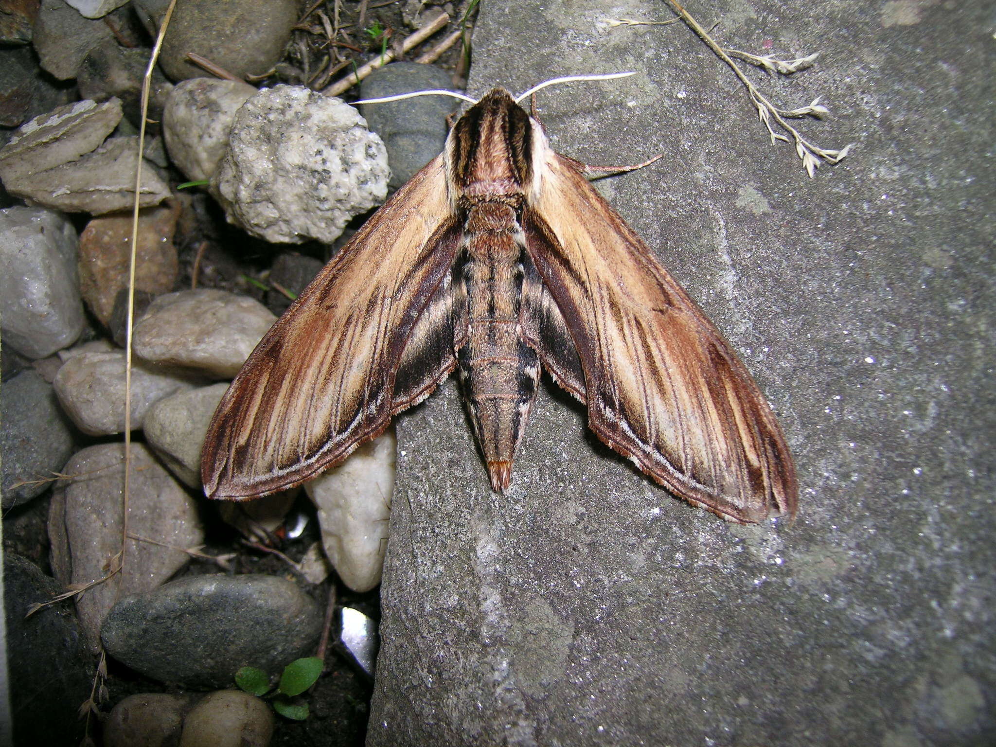 Image of Laurel sphinx