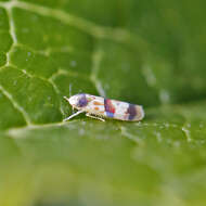 Image of Erythroneura integra McAtee 1920