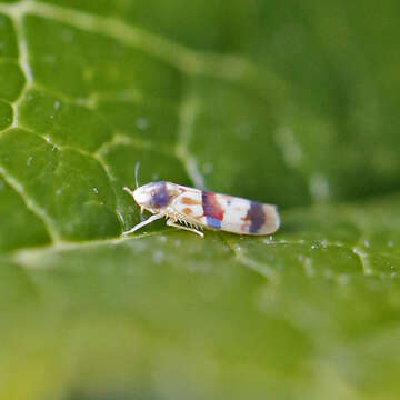 Image of Erythroneura integra McAtee 1920