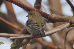 Spinus psaltria hesperophilus (Oberholser 1903)的圖片