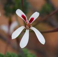 Image of Pelargonium abrotanifolium (L. fil.) Jacq.