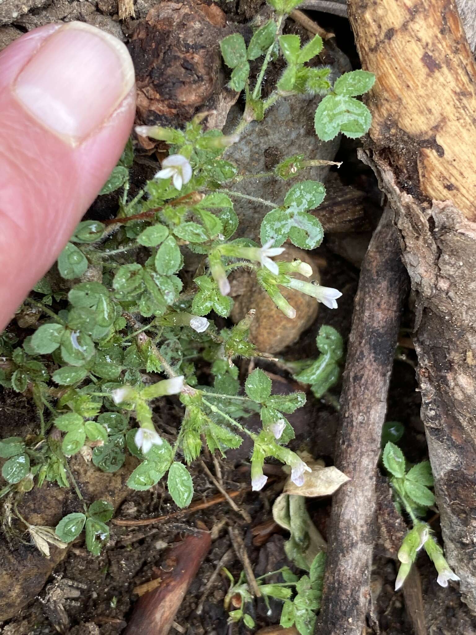 Trifolium monanthum var. parvum (Kellogg) McDermott的圖片