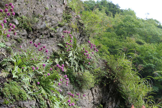 Imagem de Cirsium purpuratum (Maxim.) Matsum.