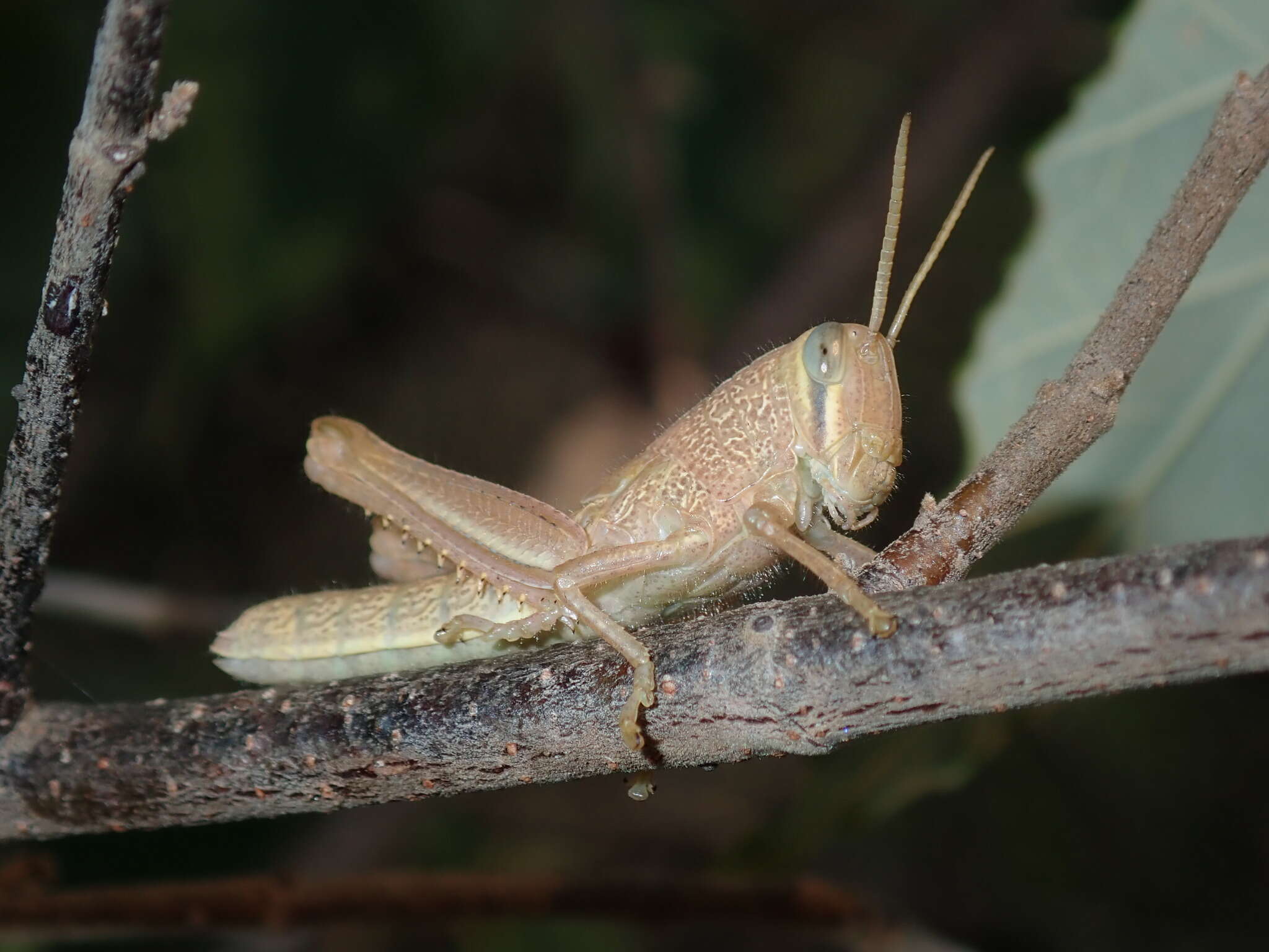 Austracris proxima (Walker & F. 1870)的圖片