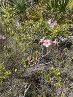 Plancia ëd Rhododendron minus var. chapmanii (Alph. Wood) Gandhi & Zarucchi