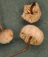 Image of Marasmius gelatinosipes Desjardin & E. Horak 1997