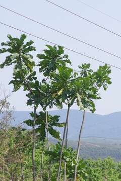 Image of Big-leaf