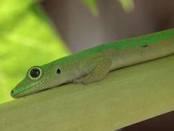 Imagem de Phelsuma v-nigra comoraegrandensis Meier 1986