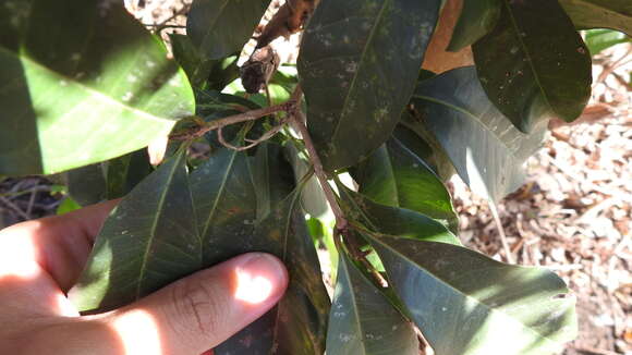 Image of Osmanthus enervius Masam. & T. Mori