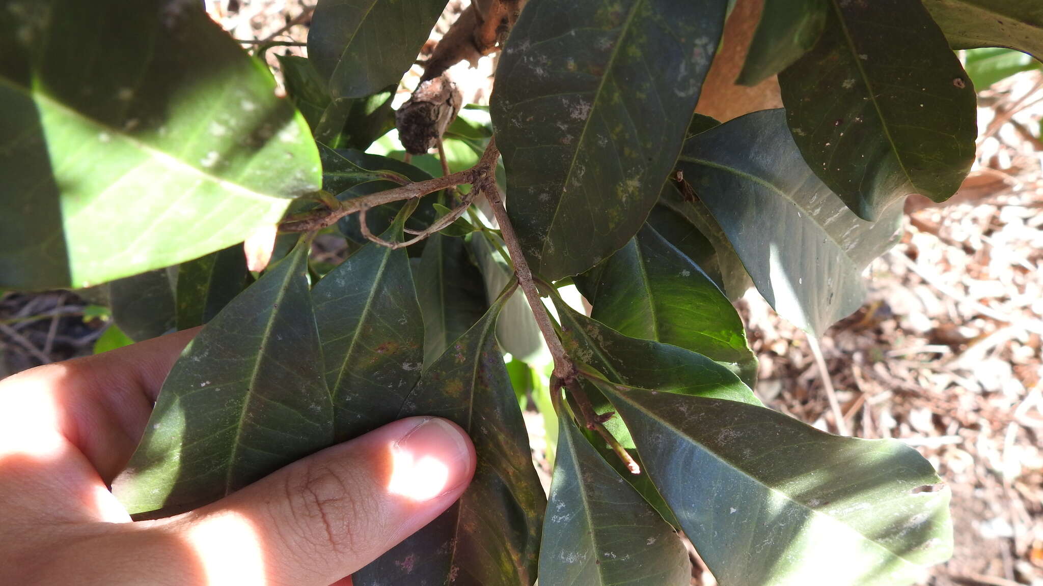 Image of Osmanthus enervius Masam. & T. Mori