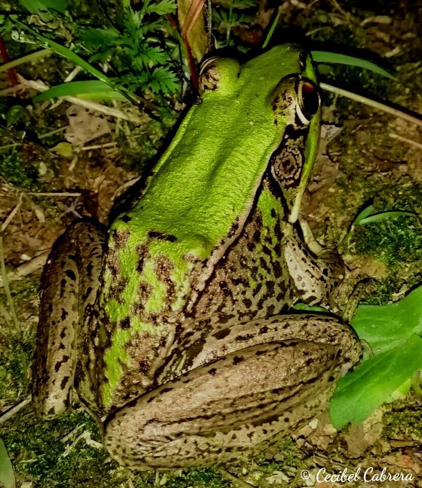 Image of Lithobates bwana (Hillis & de Sá 1988)