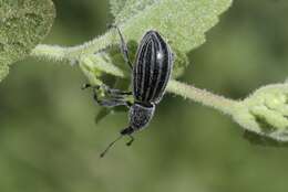 Image of Myrmex vandykei Sleeper 1970