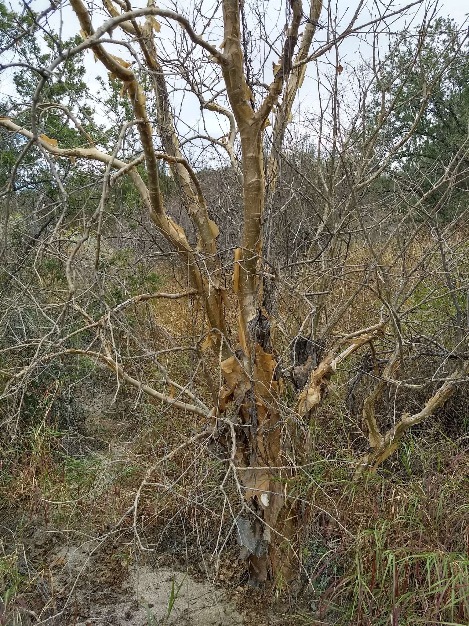 Image of Jatropha cordata (Ortega) Müll. Arg.