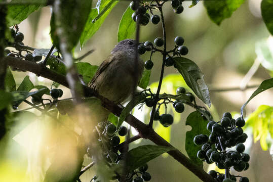 Image of Ansorge's Greenbul