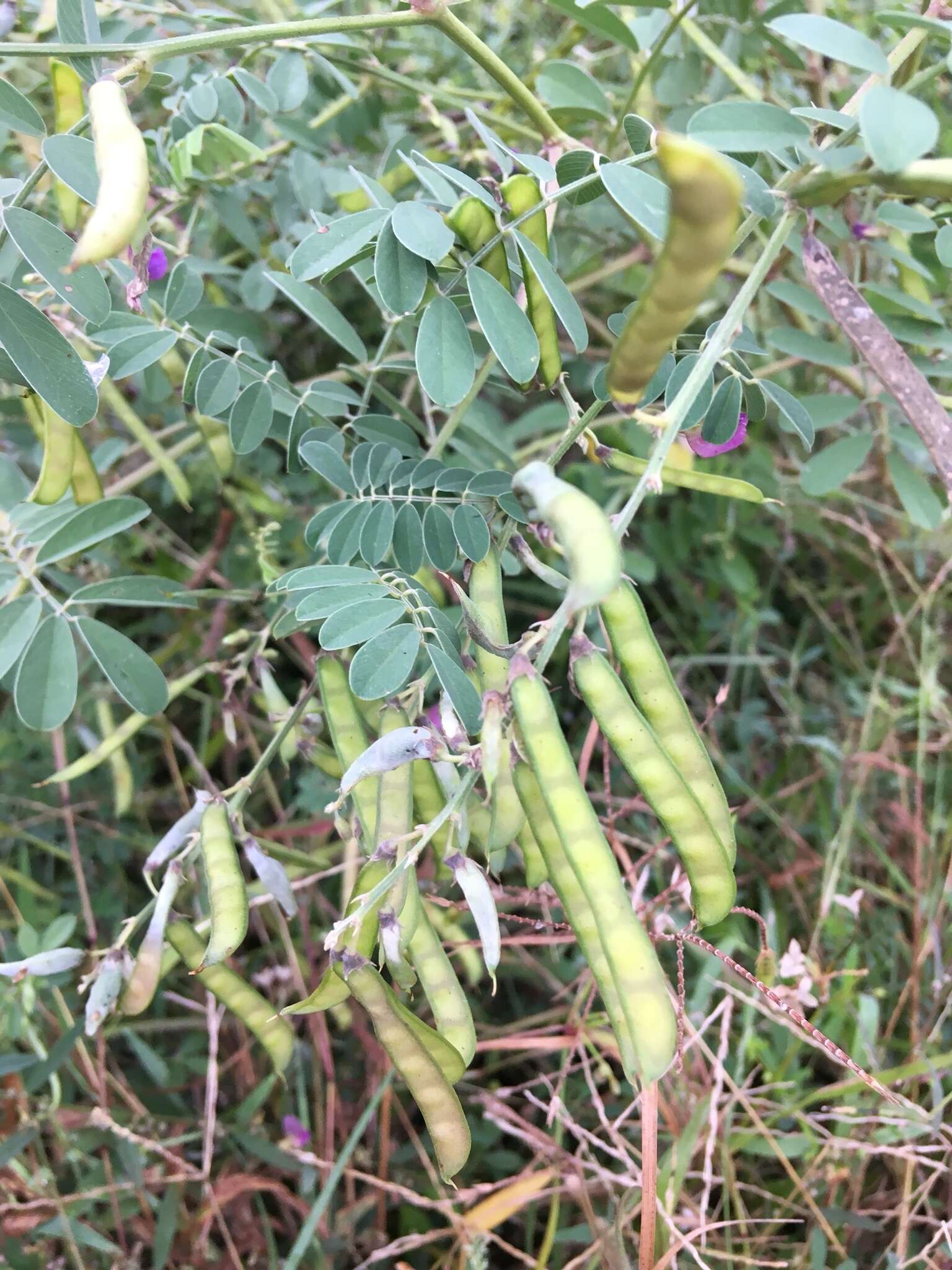 Image de Tephrosia purpurea (L.) Pers.