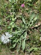 Centaurea cheiranthifolia Willd. resmi