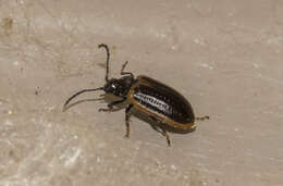 Image of Yellow-margined Leaf Beetle