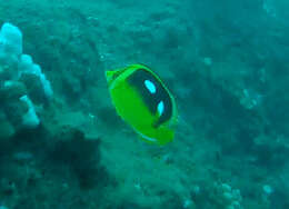 Image of Four-spot butterfly