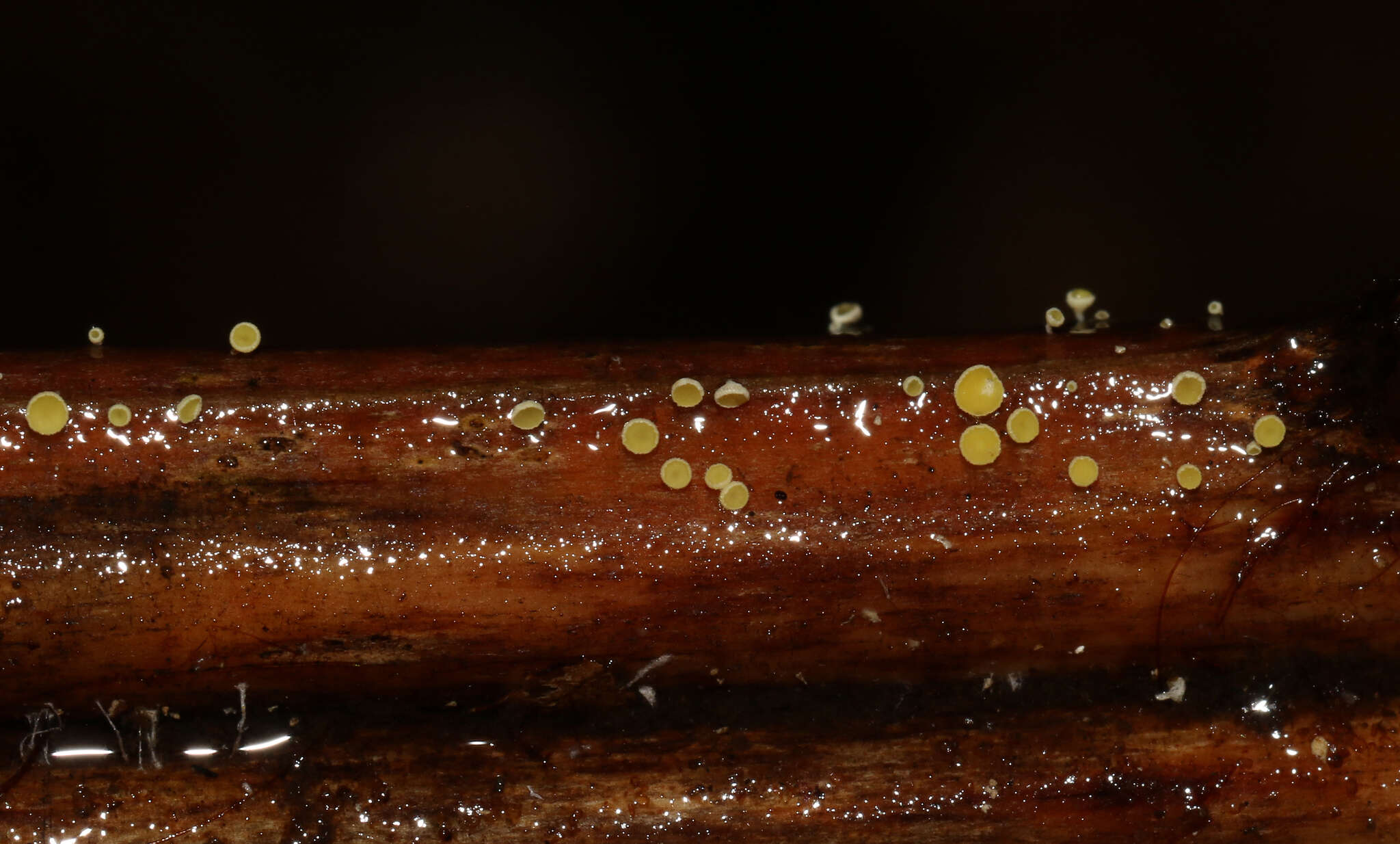 Image of Lachnum pteridophyllum (Rodway) Spooner 1987