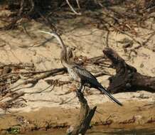 Image de Anhinga rufa vulsini Bangs 1918