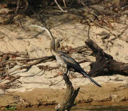 Image of Anhinga rufa vulsini Bangs 1918