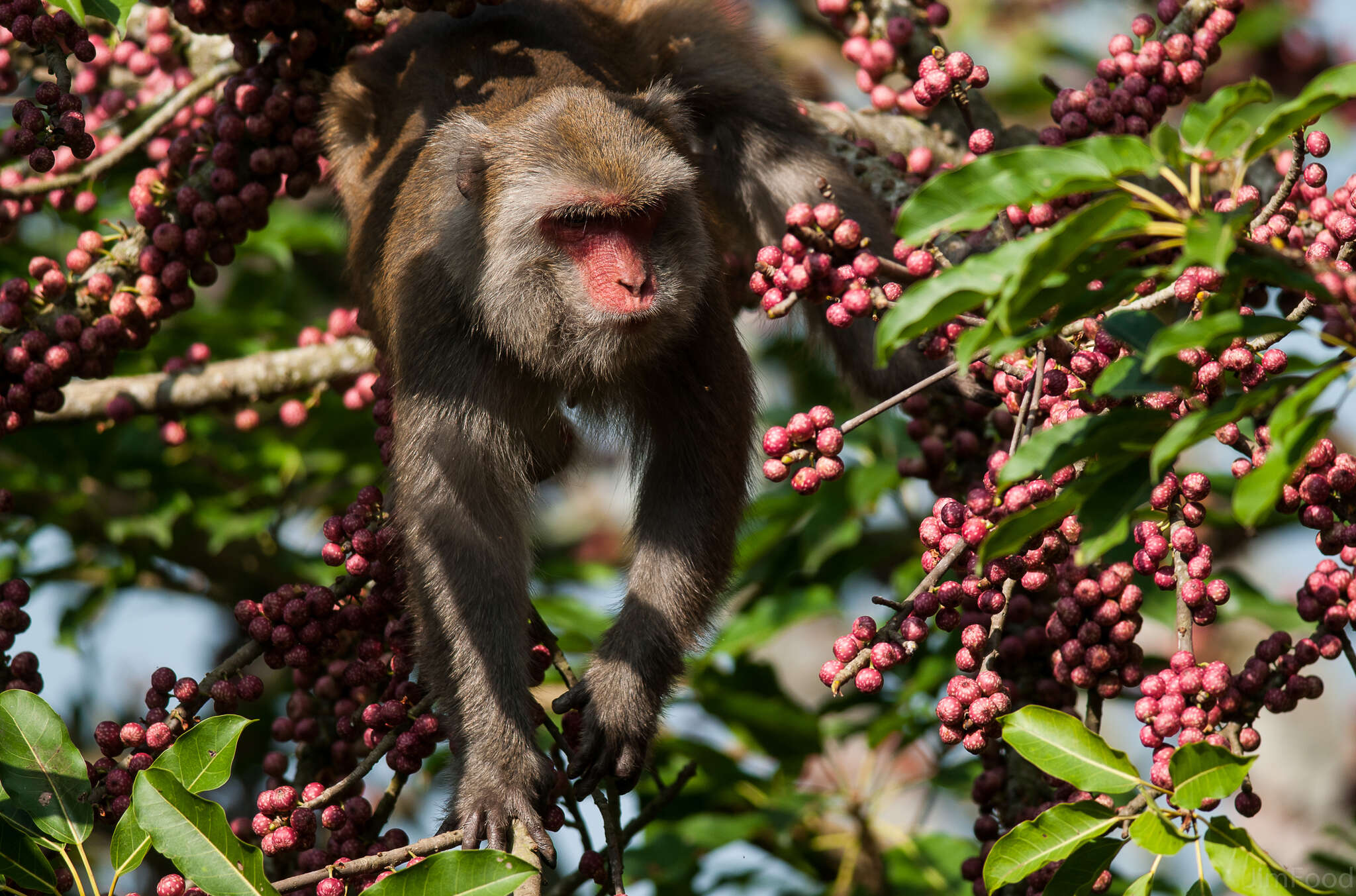 Image of Taiwan macaque