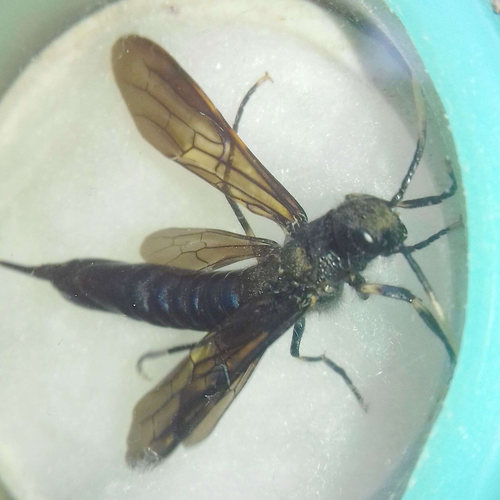 Image of <i>Tremex magus</i>