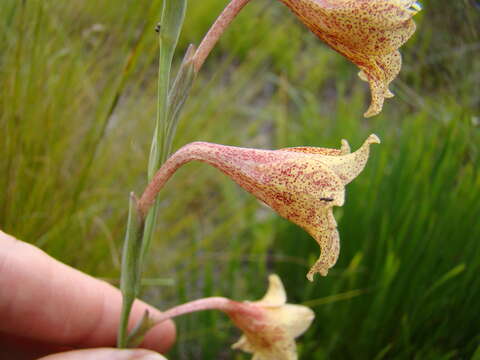 Image of Gladiolus emiliae L. Bolus