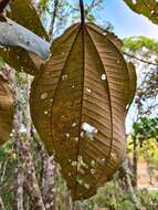 Image of Miconia formosa Cogn.