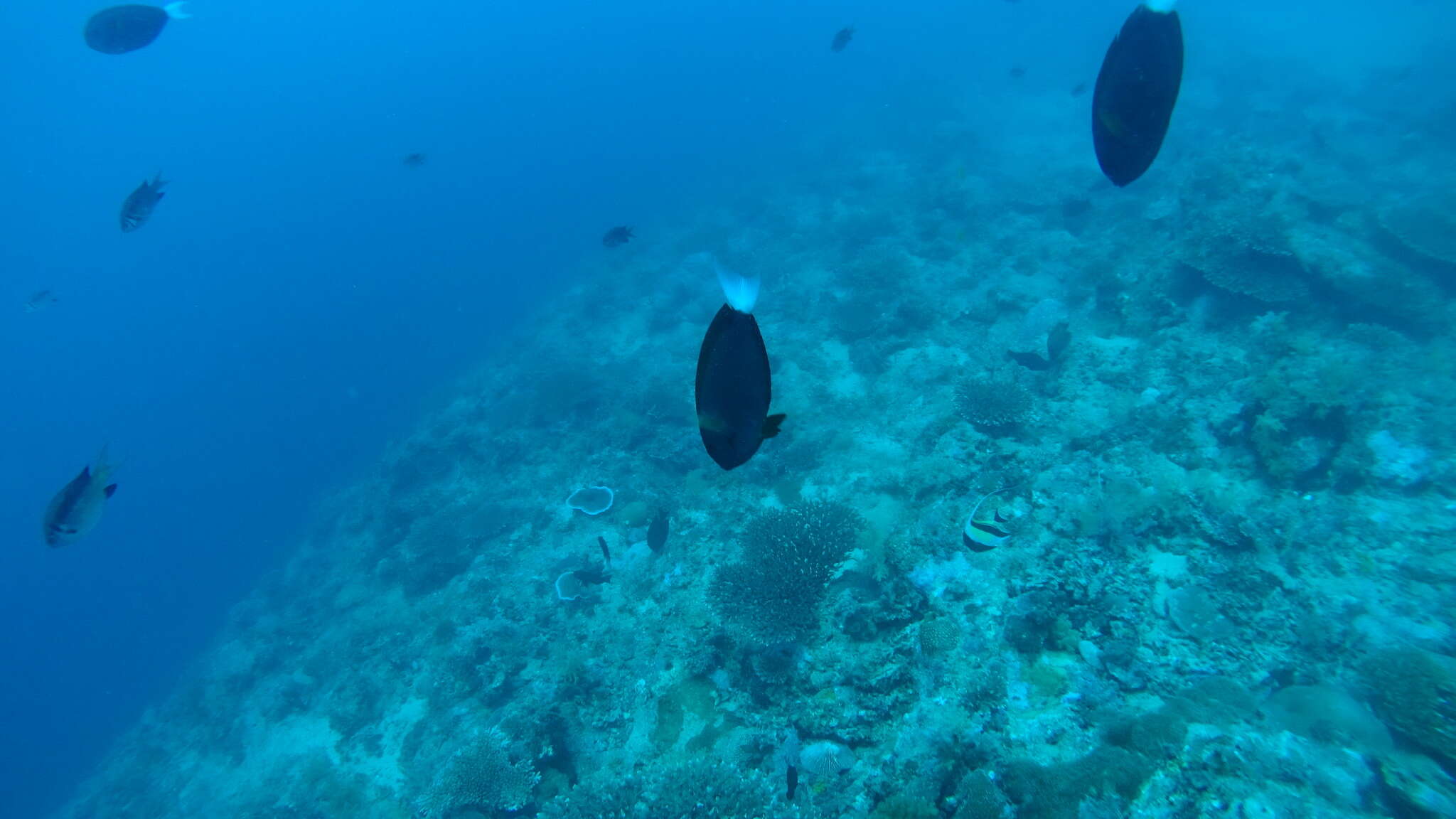 Image of Chocolate Surgeonfish