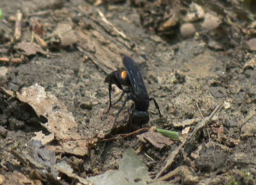 صورة Psorthaspis brimleyi (Malloch 1928)