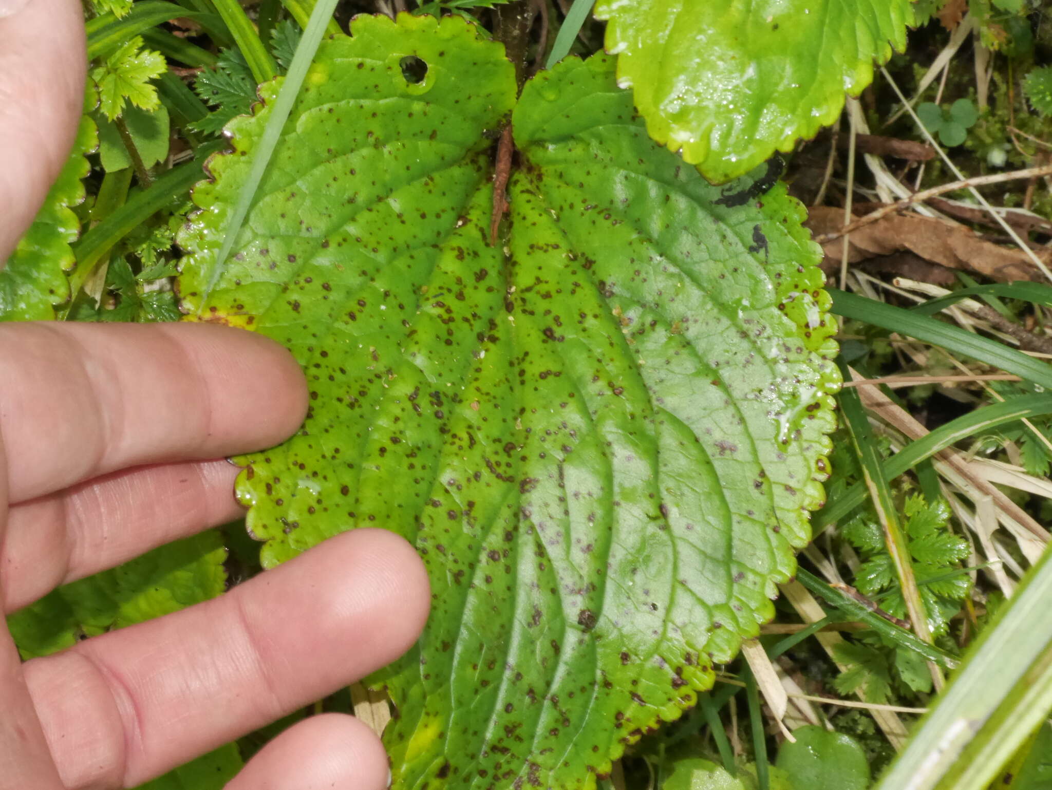 Imagem de Ourisia macrophylla subsp. macrophylla