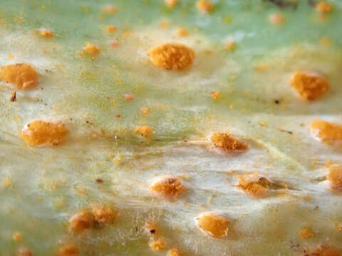 Image of Puccinia porri (Sowerby) G. Winter 1881