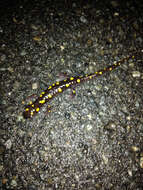 Image of Spotted Salamander