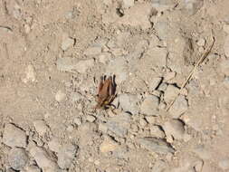 Image of Cascade Timberline Grasshopper