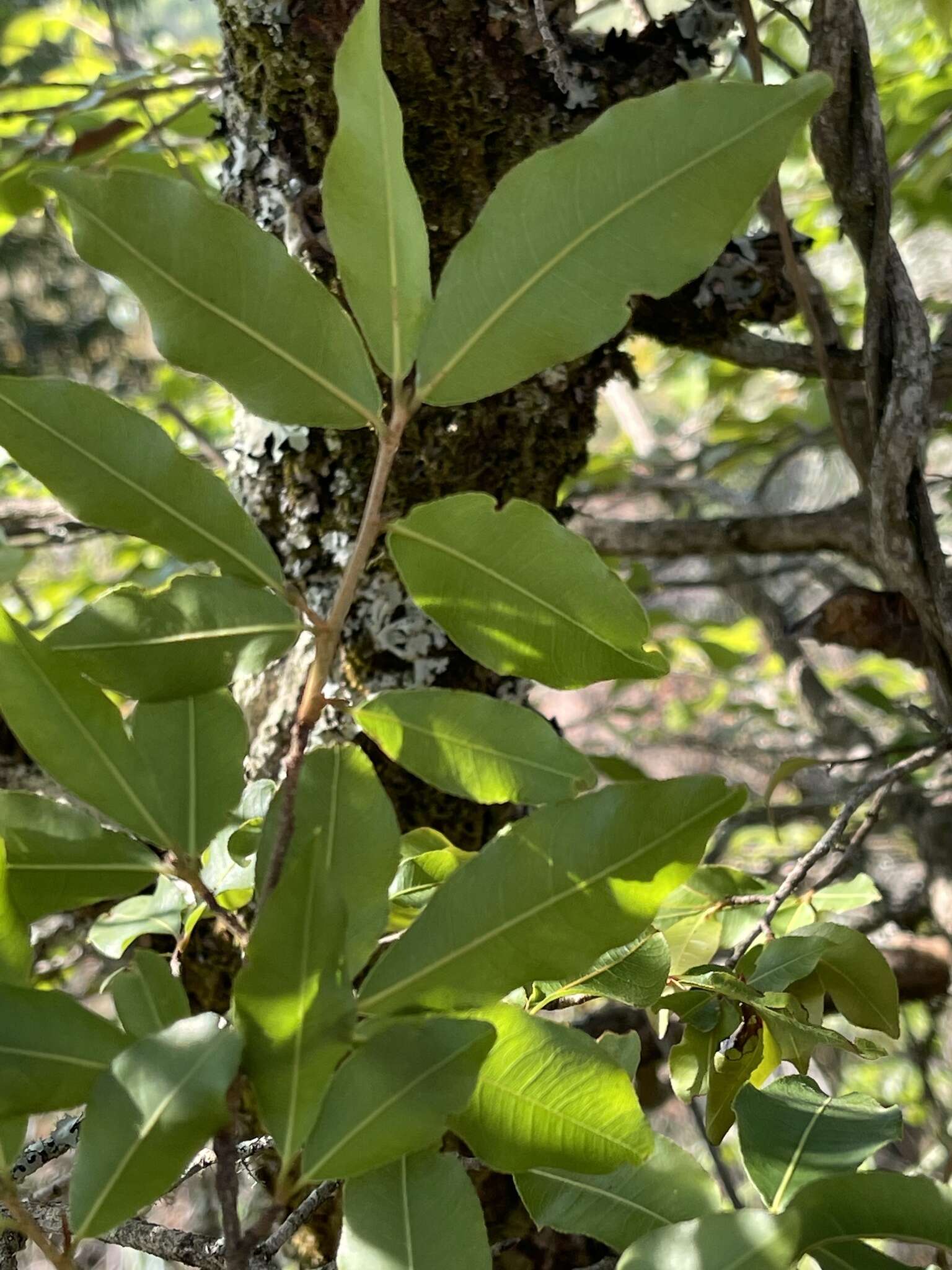 Image of Ochna maguirei