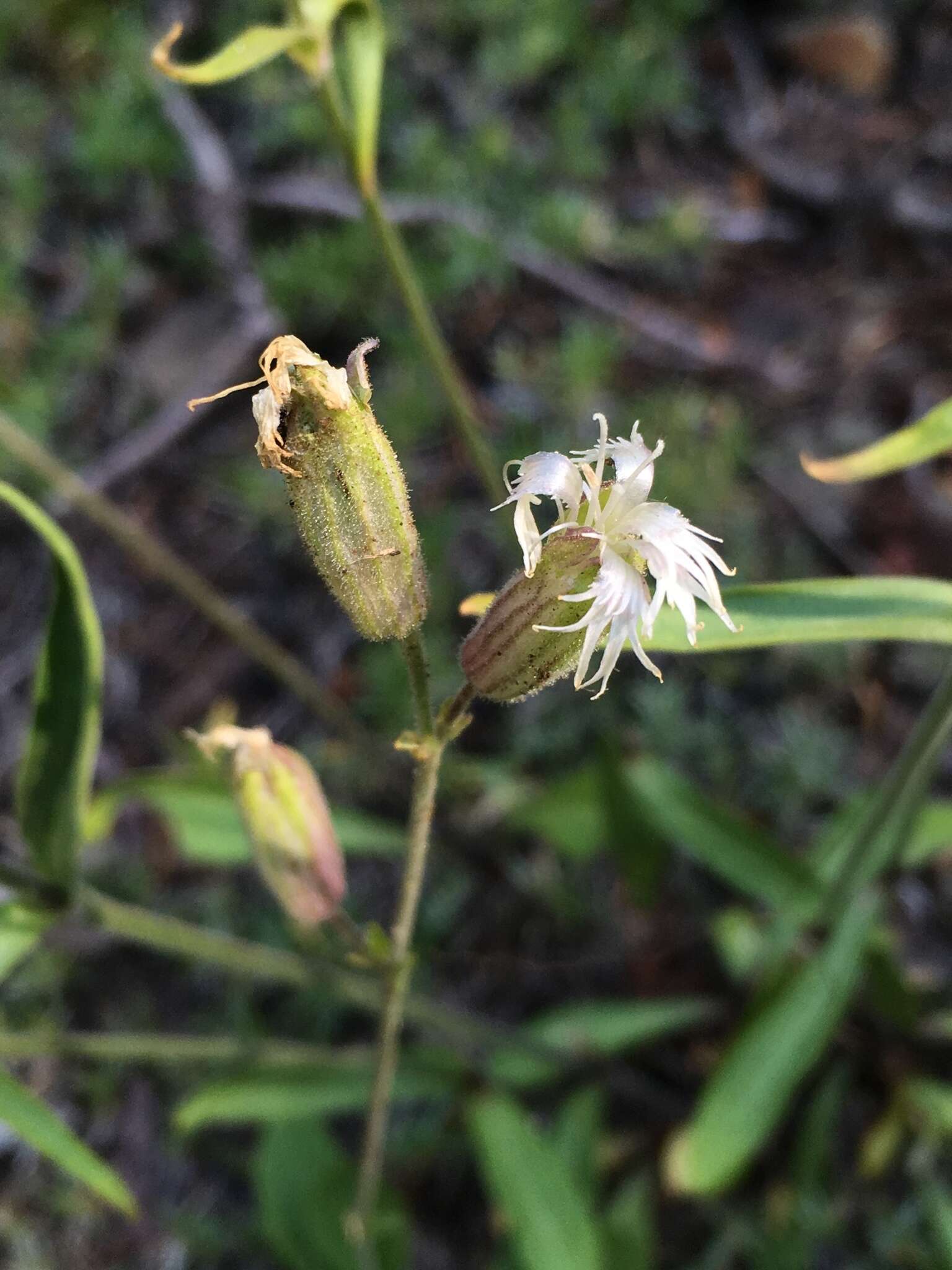 Слика од Silene oregana S. Wats.