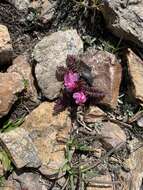 Image de Pedicularis nordmanniana Bunge