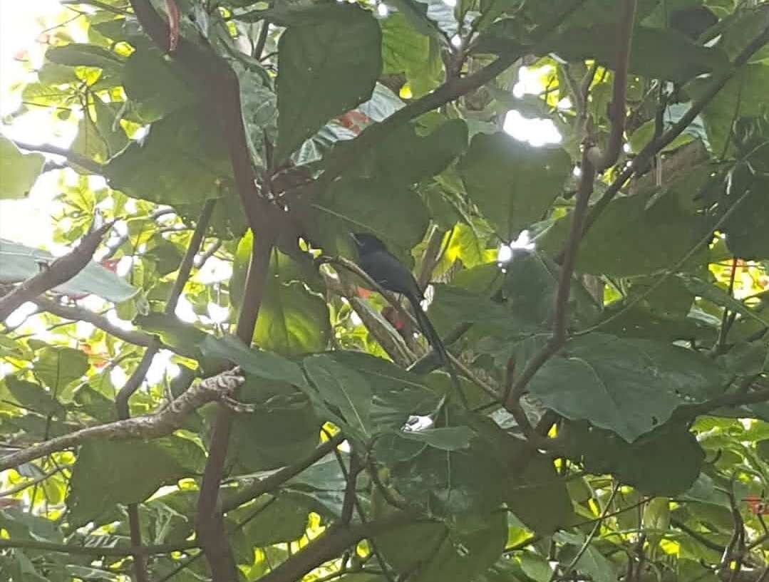 Image of Seychelles Black Paradise Flycatcher